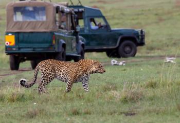 africa_kenya_masai_mara_leopard_with_safari_cars_2