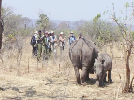 rhino-trekking-safari-livingstonetourism-com